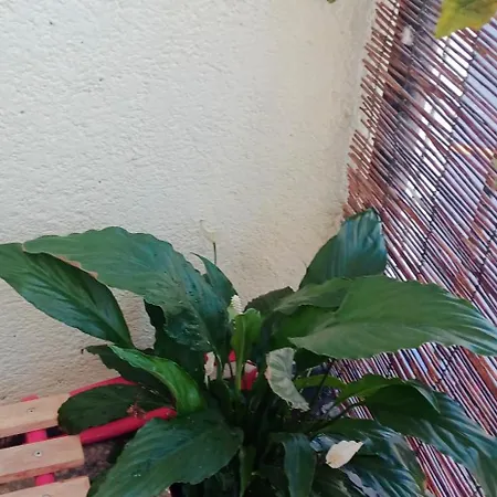 Brand New 塞拉耶佛